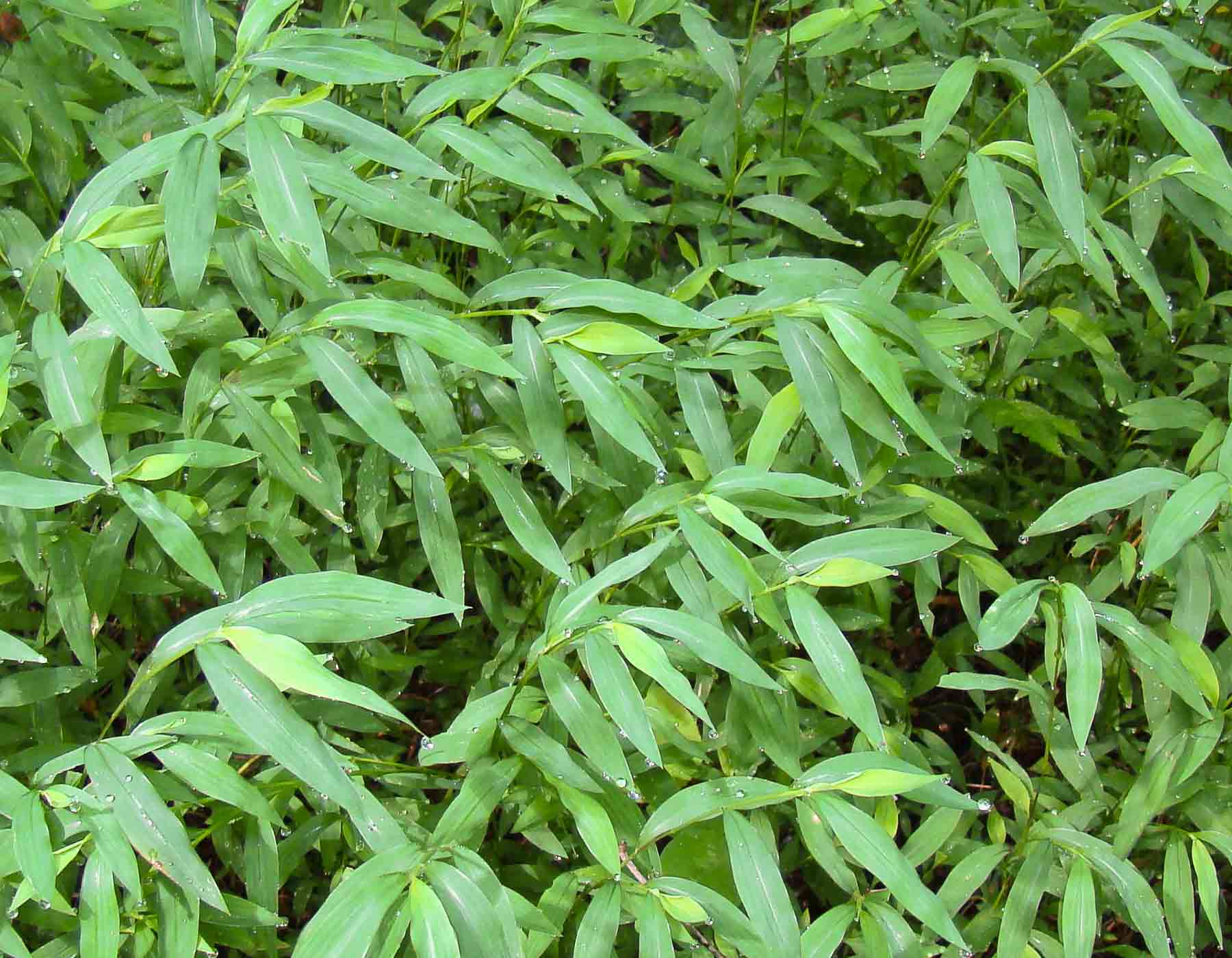 Photo of Japanese stiltgrass