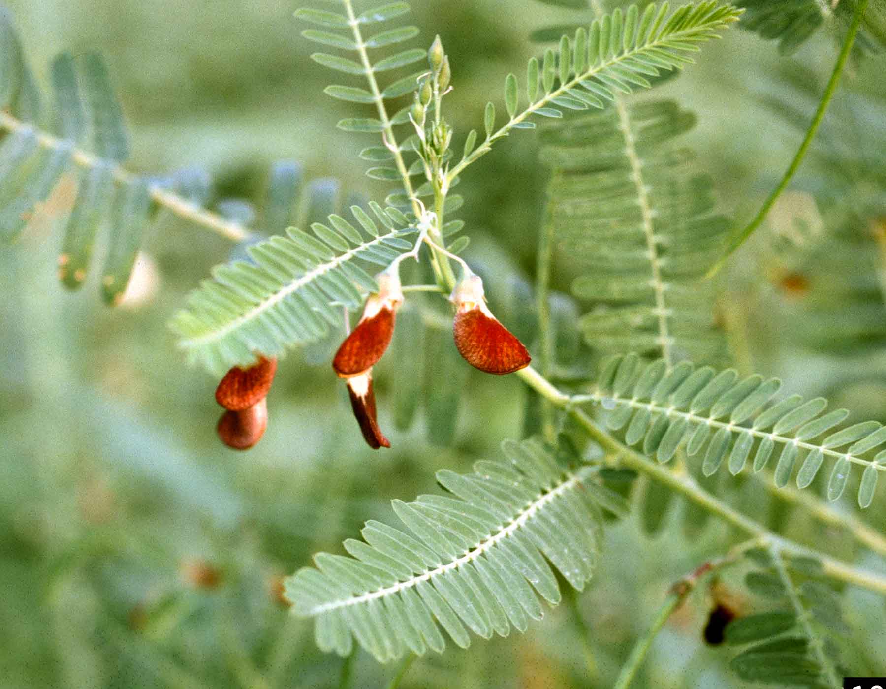 Photo of sesbania flowers and foliage