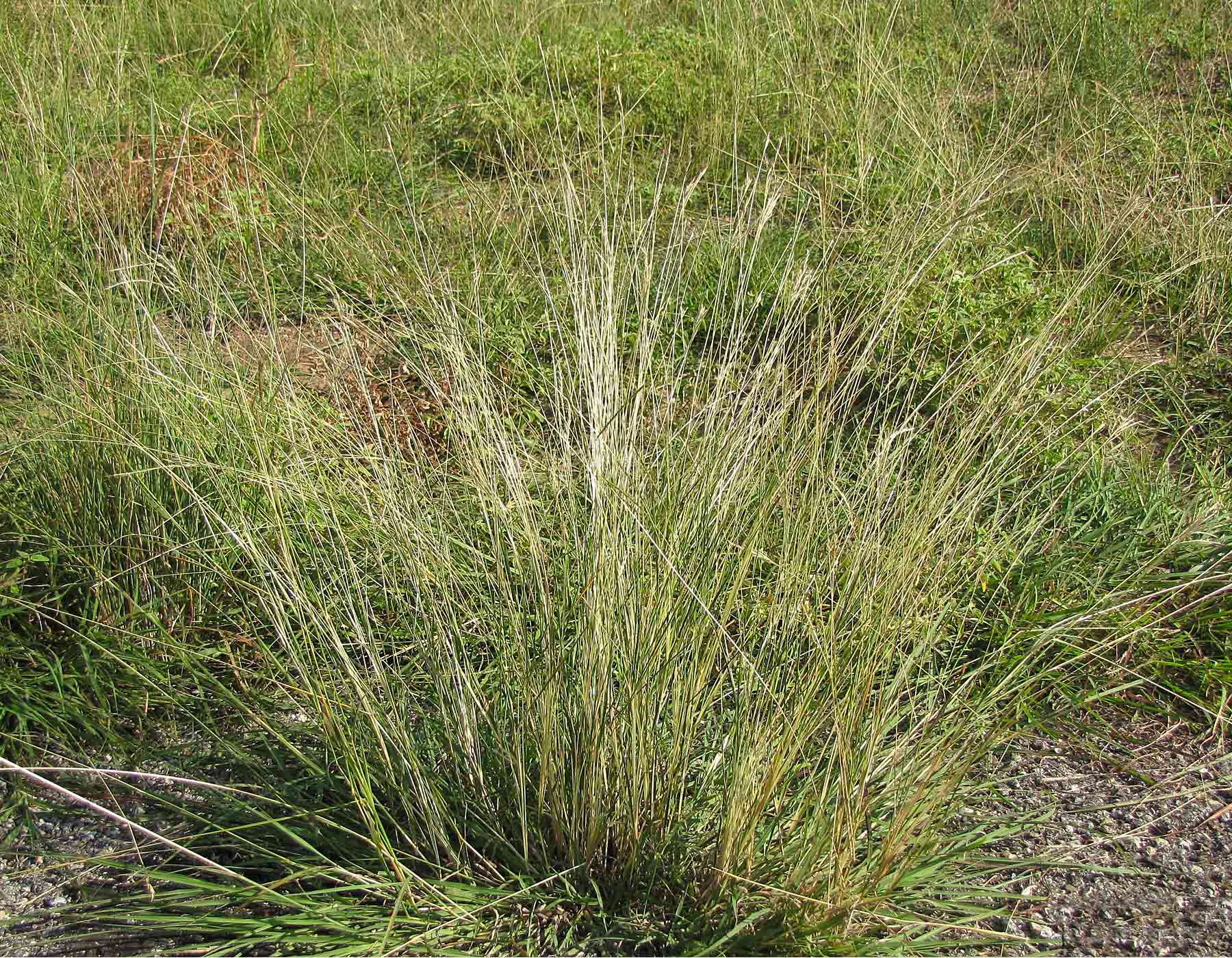 Photo of yellow bluestem plant