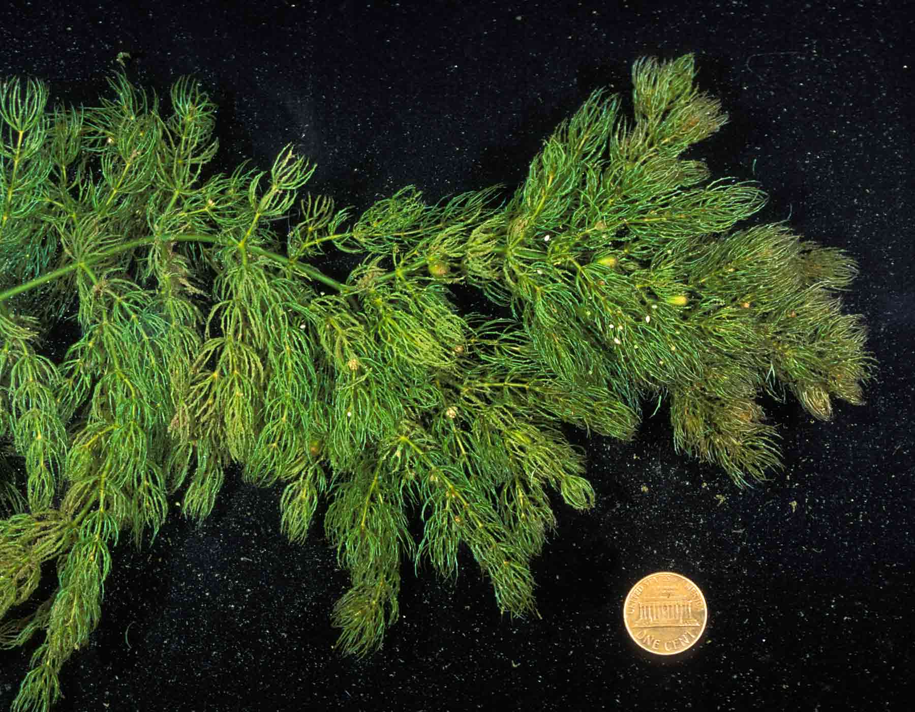 Photo of coontail aquatic plant with penny for scale