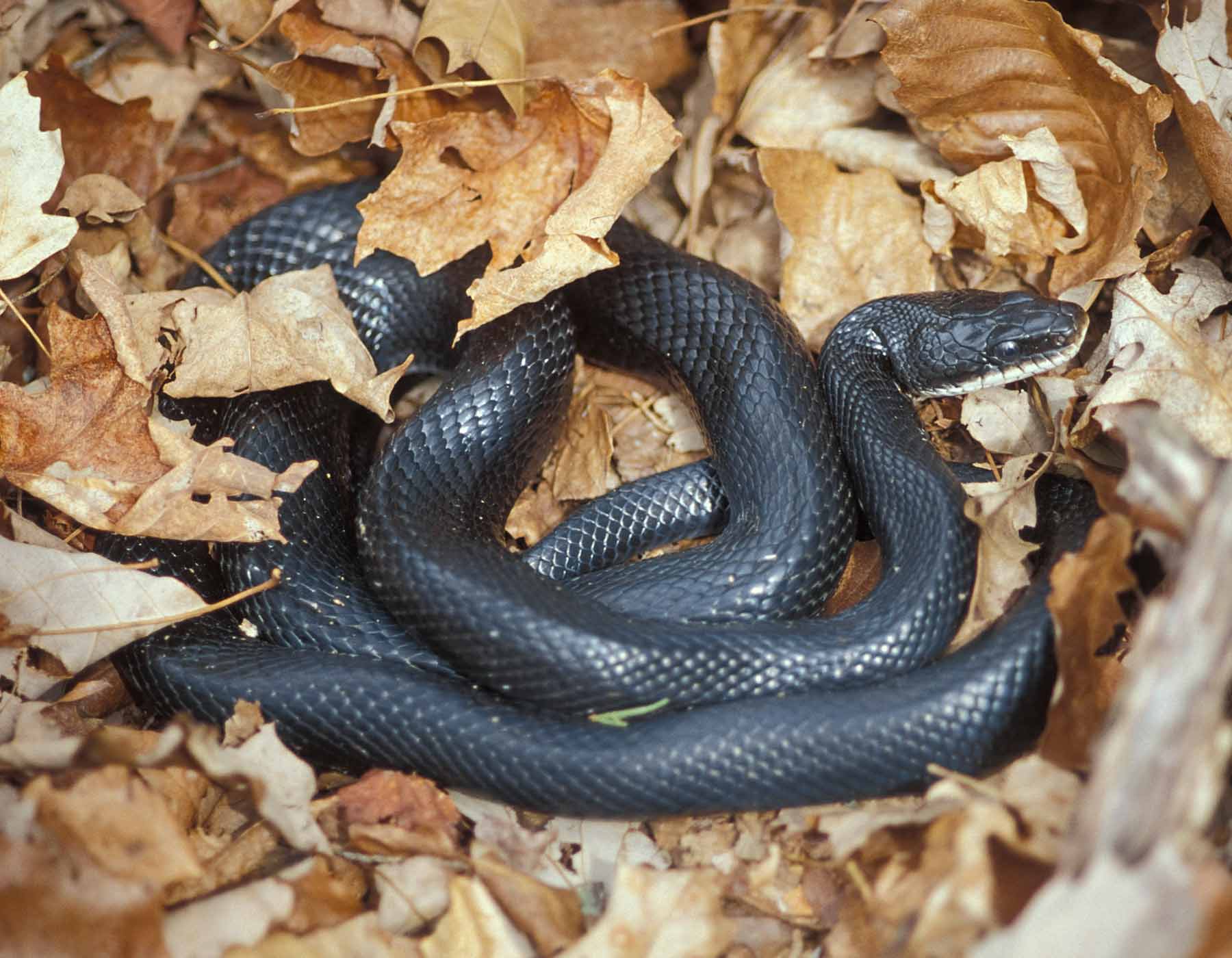 Photo of a western ratsnake on a bed of dry leaves.