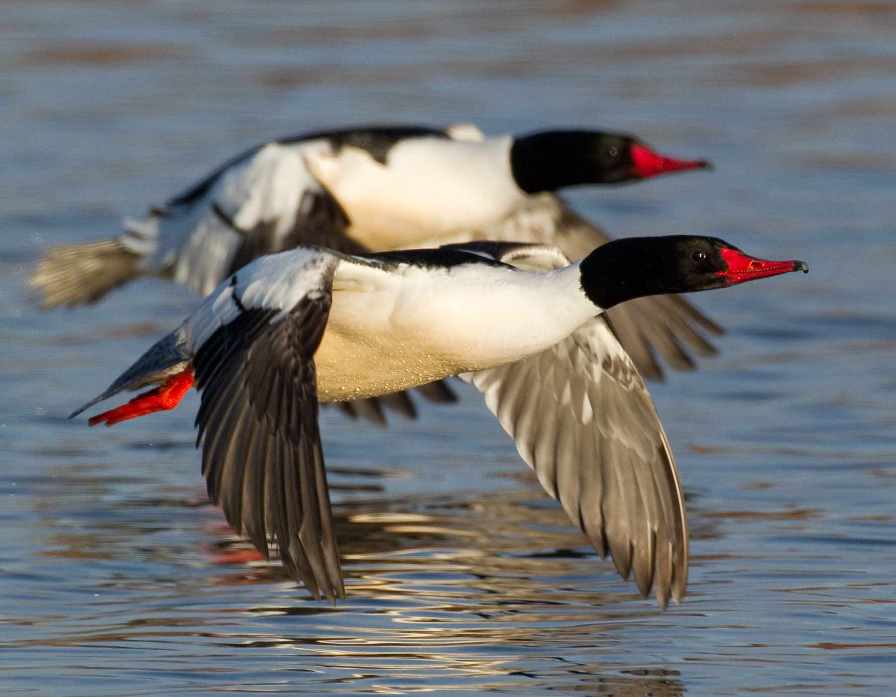 Photo of two male common mergansers flying low over water.