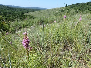 Ava Glades Natural Area