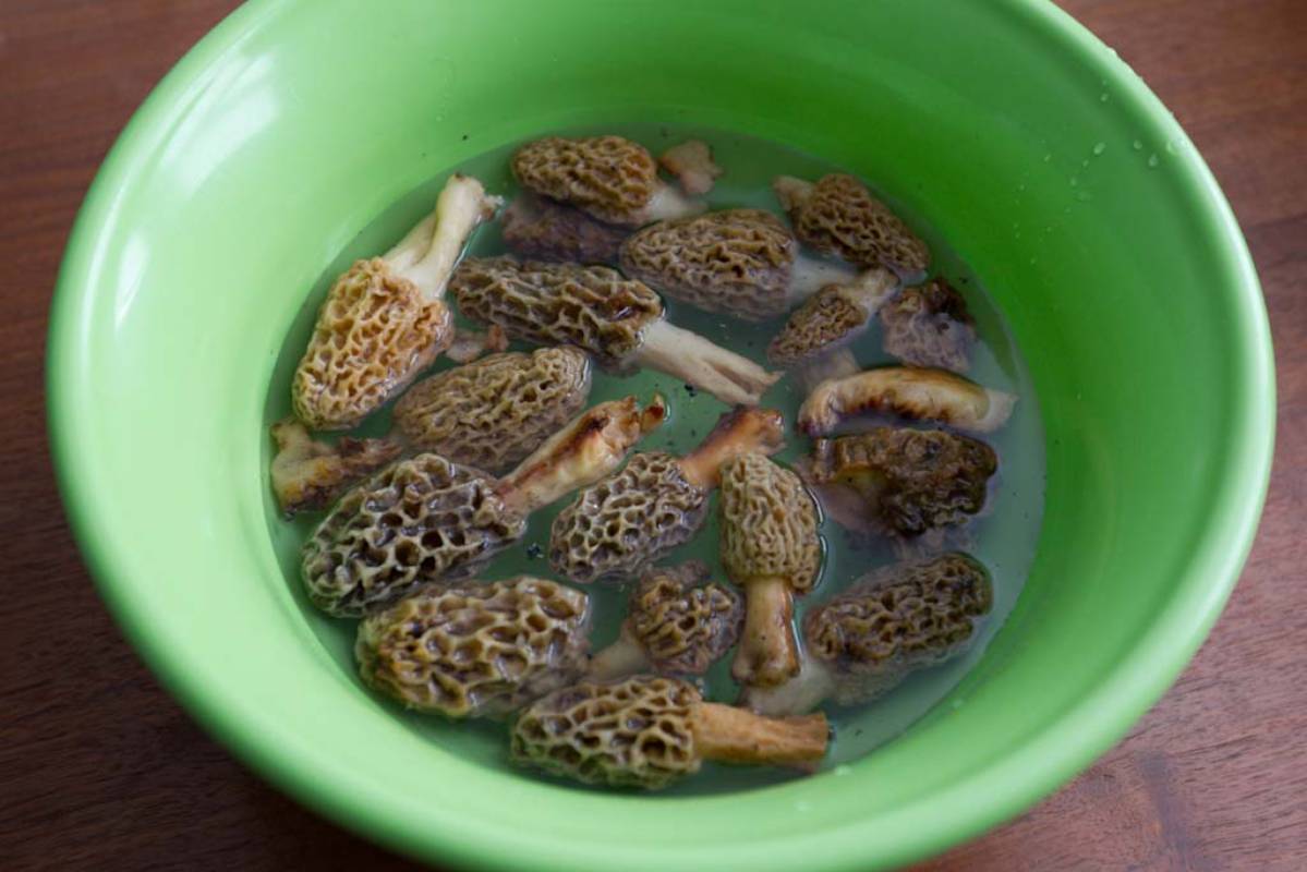 Morel mushrooms soaking in salt water