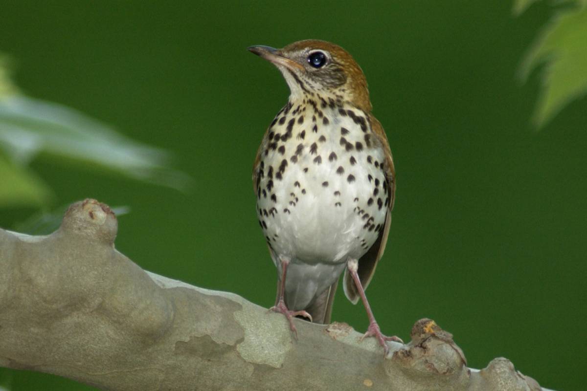 Wood thrush perched on a tree limb.