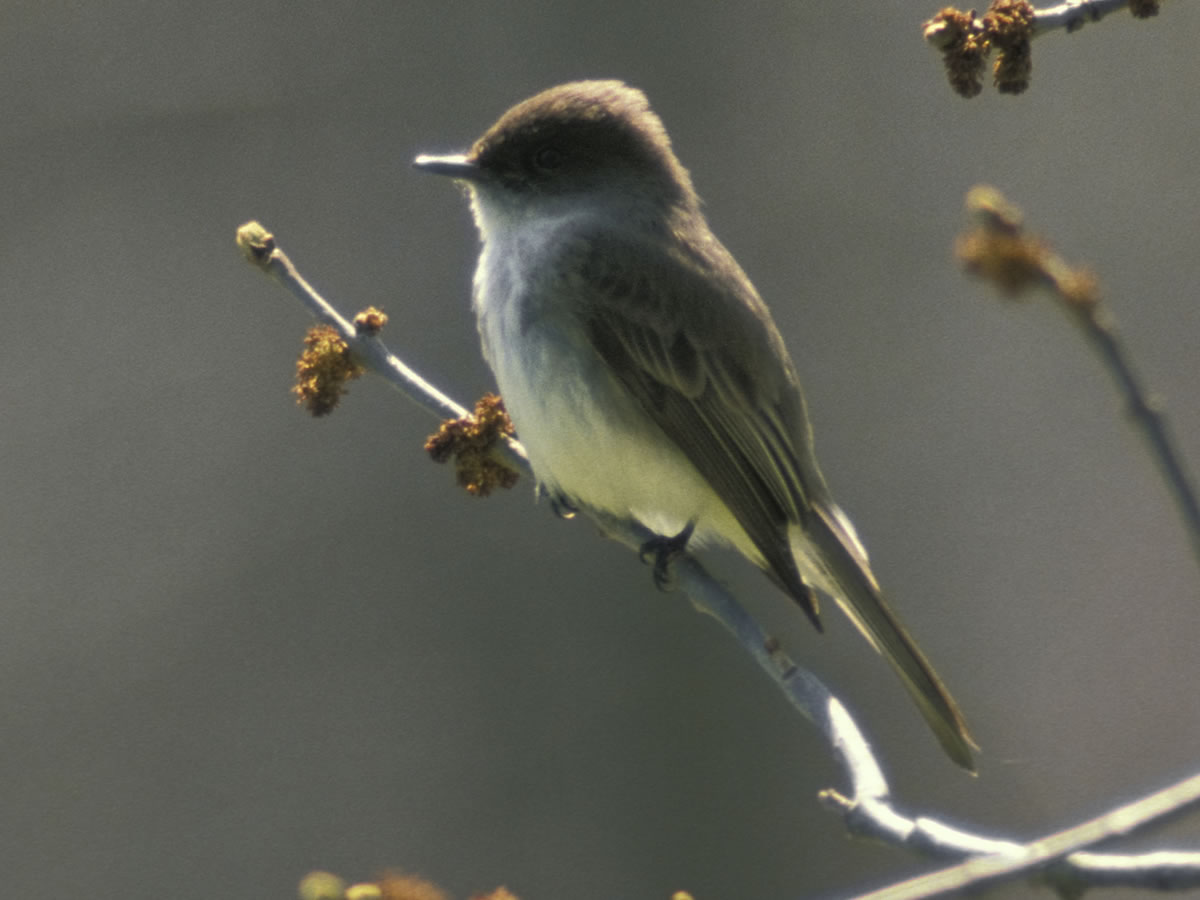 Eastern phoebe perched on a branch