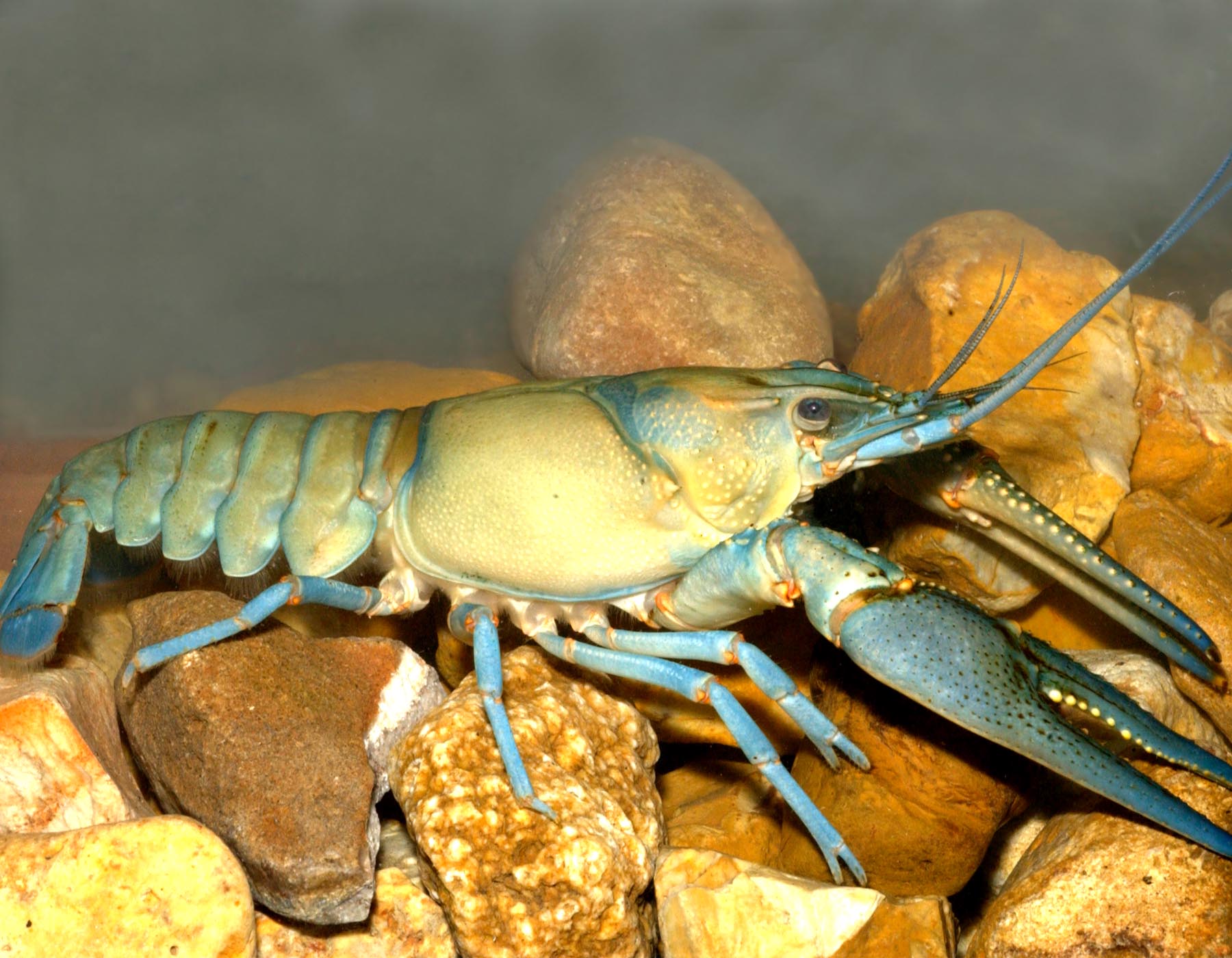 The longpincered crayfish on a bed of rocks.
